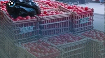 أسعار الطماطم والخضروات في أسواق الدقهلية الجمعة 24 أكتوبر